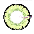 Sweety Queen Yellow Green