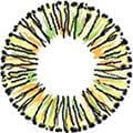 Fynale Mellow Brown (4 Tone) Color Contact Lens