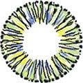 Fynale Mellow Green (4 Tone) Color Contact Lens