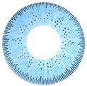 GBT Sky Blue Color Contact Lens