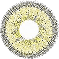 Sonia Brown Color Contact Lens